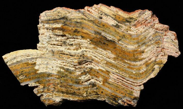Strelley Pool Stromatolite - Billion Years Old #62750